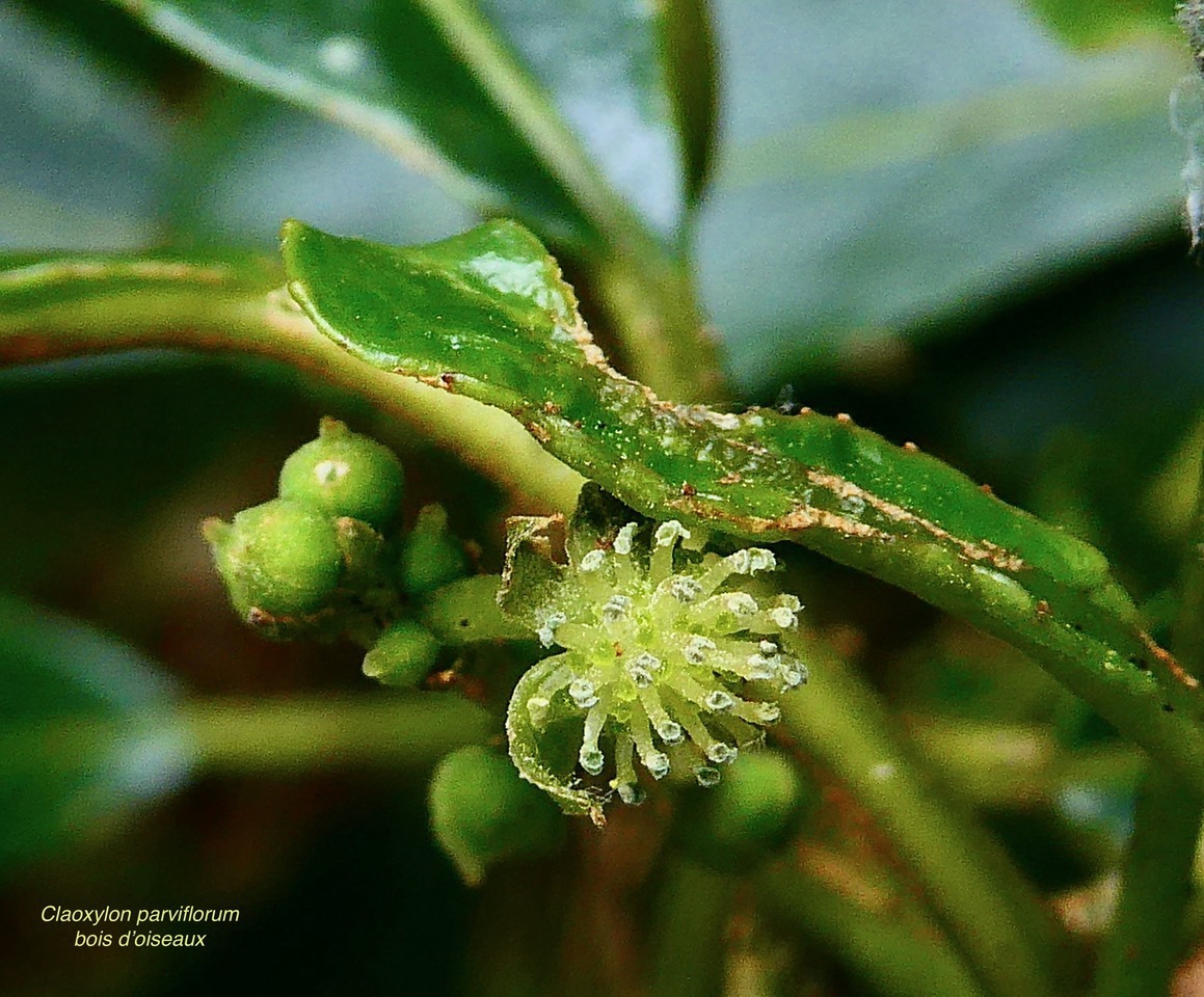 Claoxylon parviflorum -bois d’’oiseaux. (inflorescence mâle ) euphorbiaceae.endémique Réunion Maurice Rodrigues..jpeg