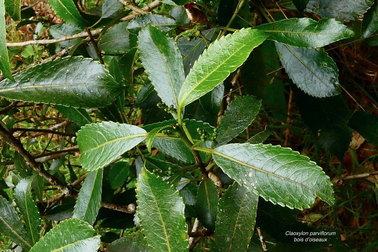 Claoxylon parviflorum -bois d’’oiseaux.euphorbiaceae.endémique Réunion Maurice Rodrigues..jpeg