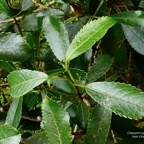 Claoxylon parviflorum -bois d’’oiseaux.euphorbiaceae.endémique Réunion Maurice Rodrigues..jpeg