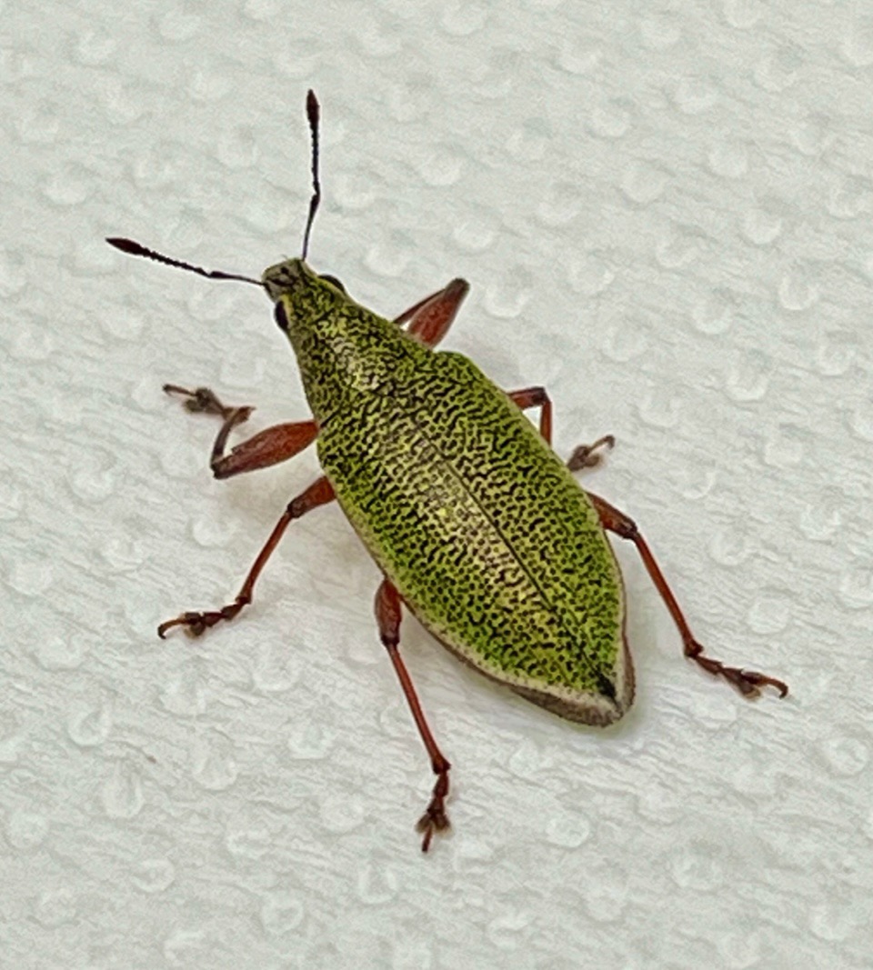 Cratopus sumptuosus.charançon.curculionidae..jpeg