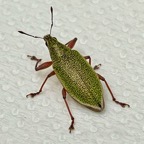 Cratopus sumptuosus.charançon.curculionidae..jpeg