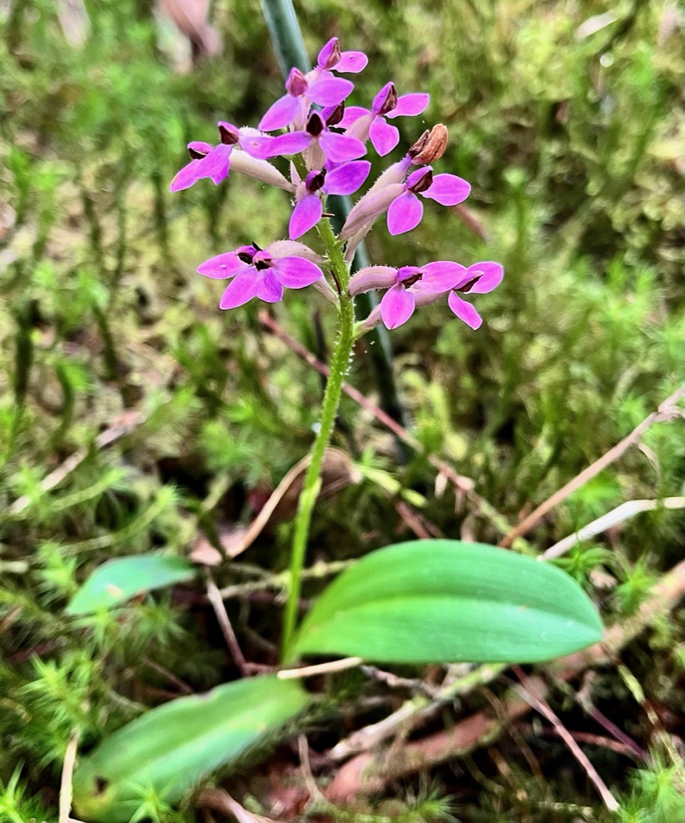 Cynorkis inermis. ( Arnottia mauritiana) . orchidaceae;endémique Réunion Maurice..jpeg