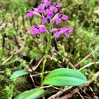 Cynorkis inermis. ( Arnottia mauritiana) . orchidaceae;endémique Réunion Maurice..jpeg