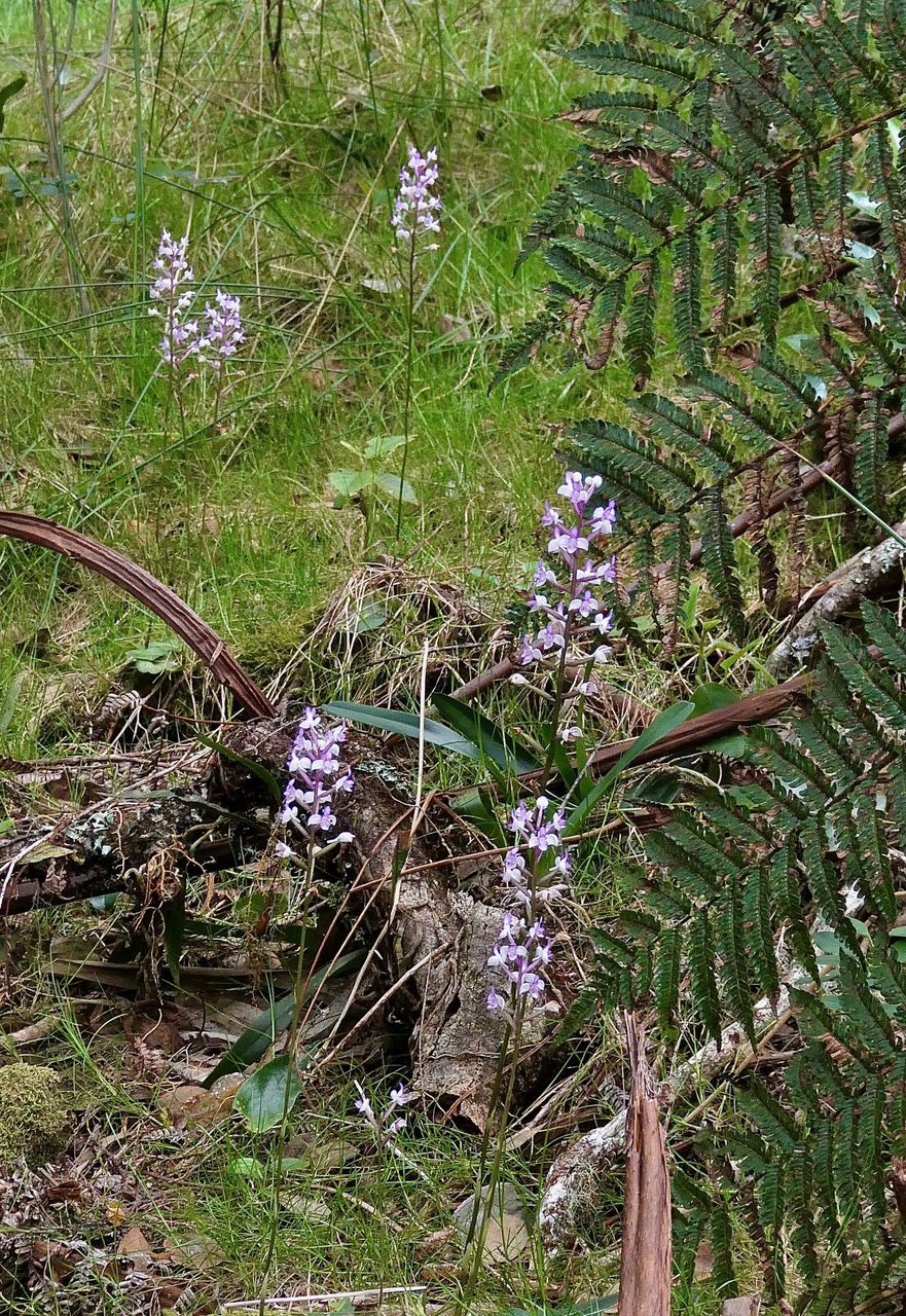 Cynorkis ridleyi T. Durand et Schinz.orchidaceae.endémique Madagascar Comores et Mascareignes.devenu Cynorkis squamosa dans la nouvelle flore des Mascareignes (1).jpeg