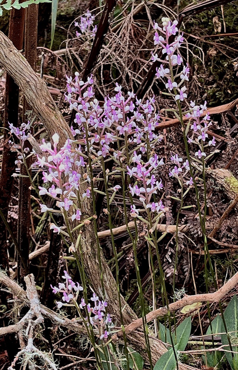 Cynorkis ridleyi T. Durand et Schinz.orchidaceae.endémique Madagascar Comores et Mascareignes.devenu Cynorkis squamosa dans la nouvelle flore des Mascareignes.jpeg