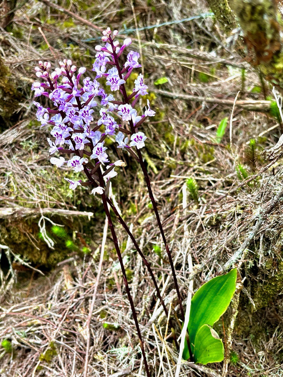 Cynorkis squamosa.(Cynorkis calcarata dans nouvelle flore des Mascareignes )orchidaceae.endémique Réunion Maurice..jpeg