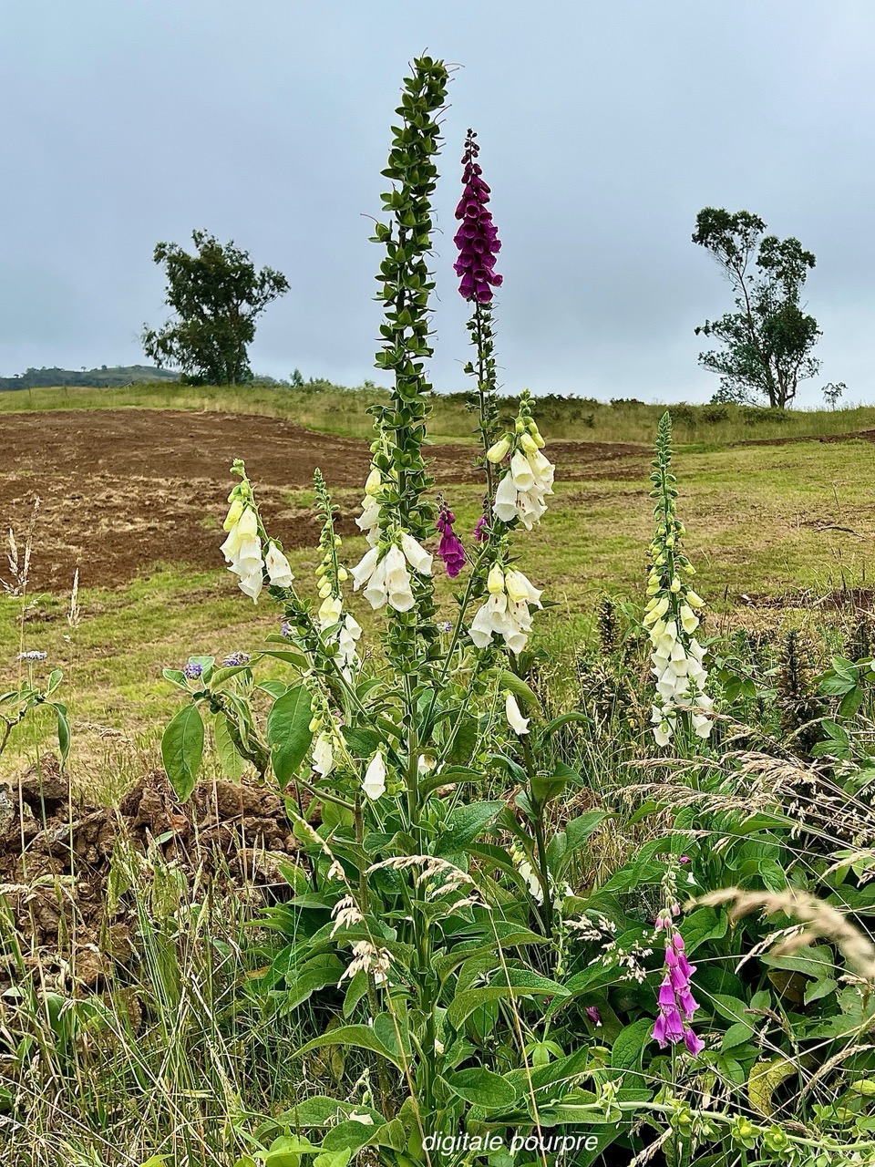 Digitalis purpurea  digitale pourpre .plantaginaceae. exotique envahissante (1).jpeg