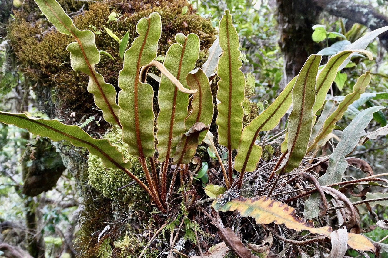 Elaphoglossum splendens .dryopteridaceae.endémique Réunion Maurice.  ..jpeg