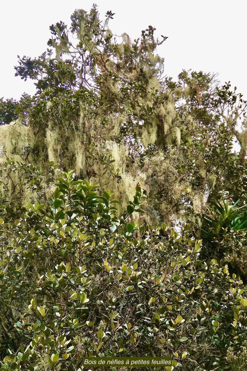 Eugenia buxifolia .bois de nèfles à petites feuilles.myrtaceae. endémique Réunion. (2).jpeg