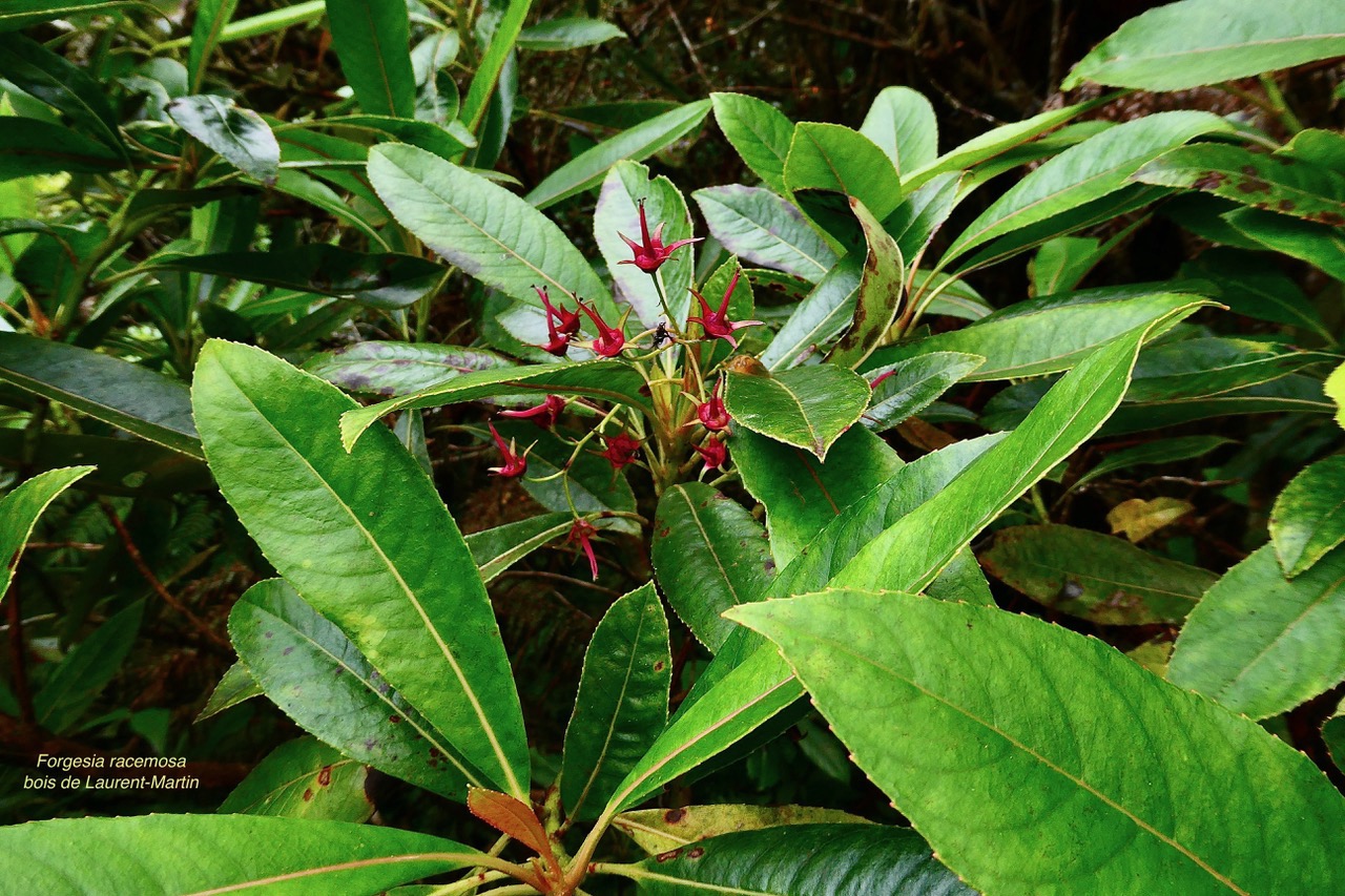 Forgesia racemosa.bois de Laurent-Martin.escalloniaceae.endémique Réunion..jpeg