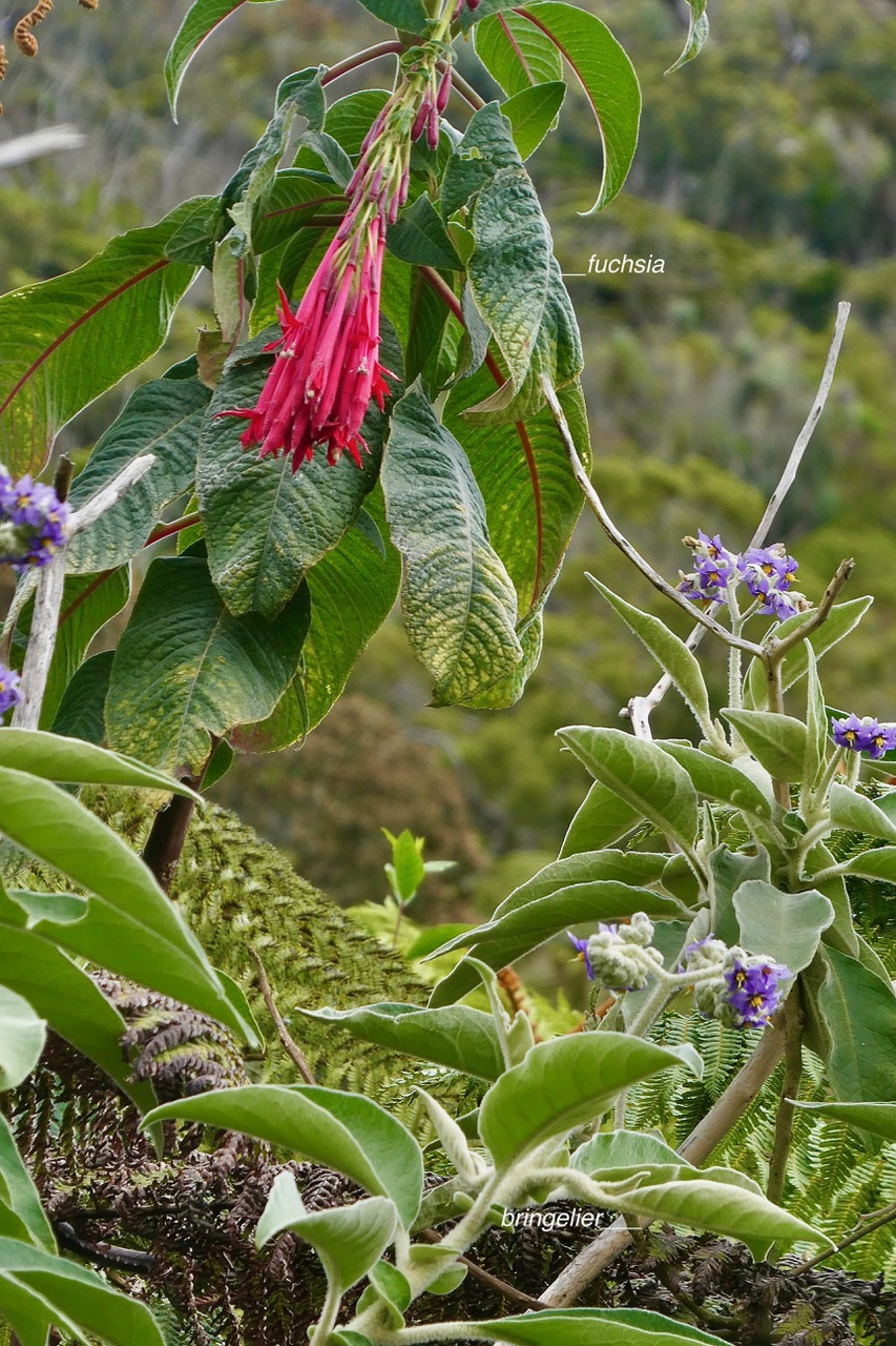 Fuchsia boliviana.fuchsia de Bolivie.fuchsia à grandes fleurs.onagraceae.espèce envahissante.et Solanum mauritianum.bringellier marron.solanaceae.amphinaturalisé et très envahissant..jpeg