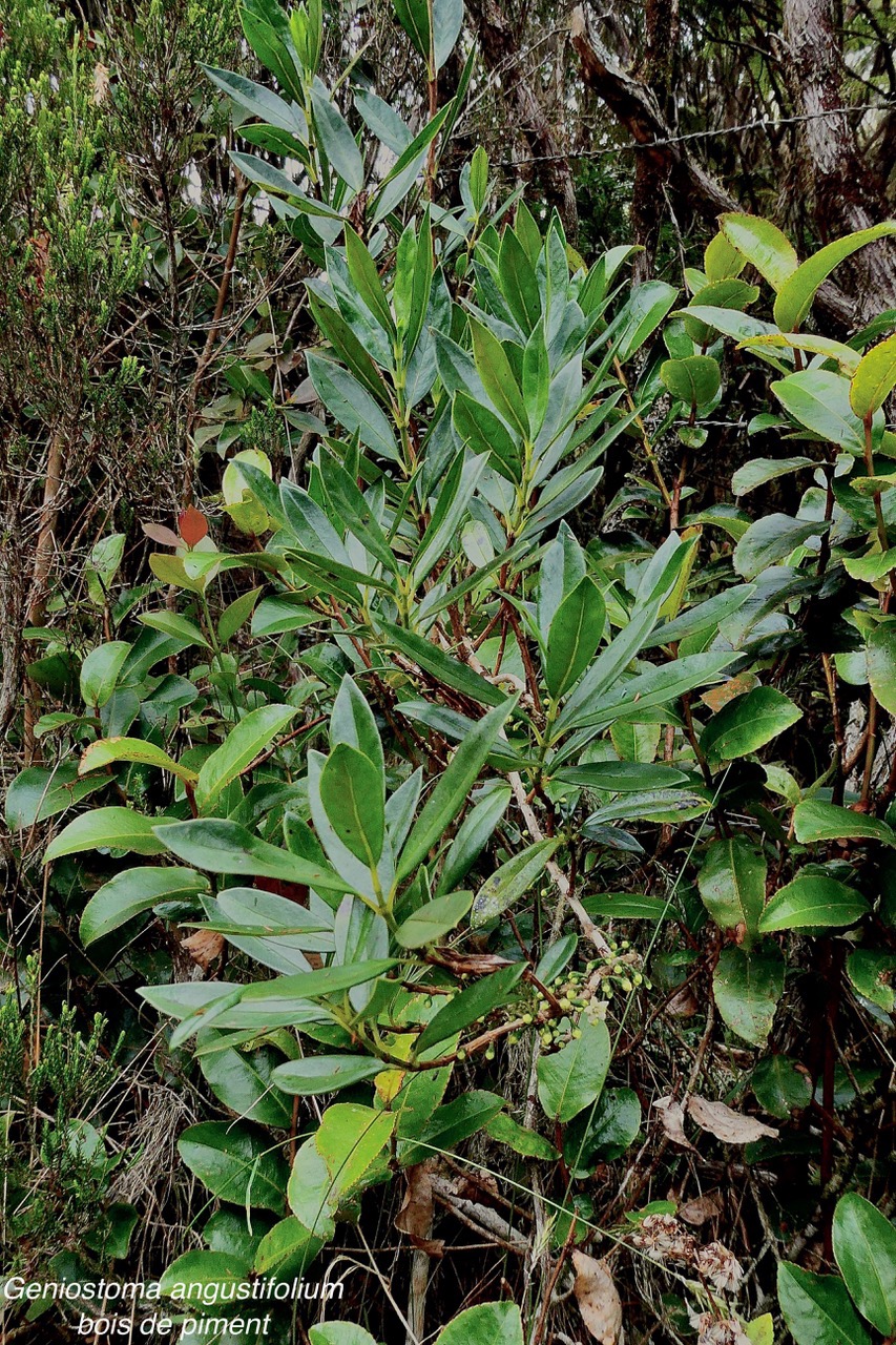 Geniostoma angustifolium .bois bleu. bois de piment; bois de rat. loganiaceae. endémique Réunion Maurice. (2).jpeg