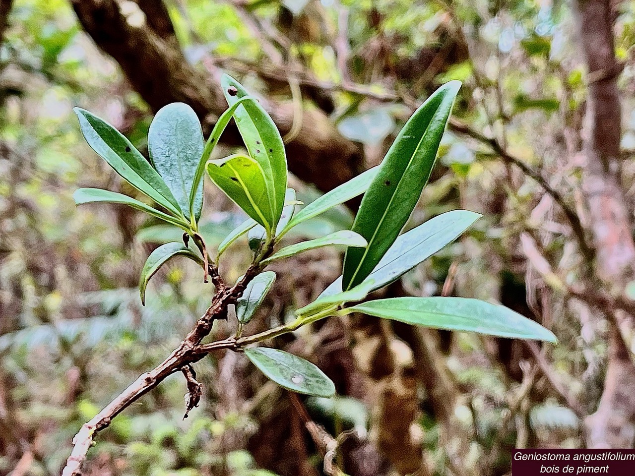 Geniostoma angustifolium .bois bleu. bois de piment; bois de rat. loganiaceae. endémique Réunion Maurice..jpeg