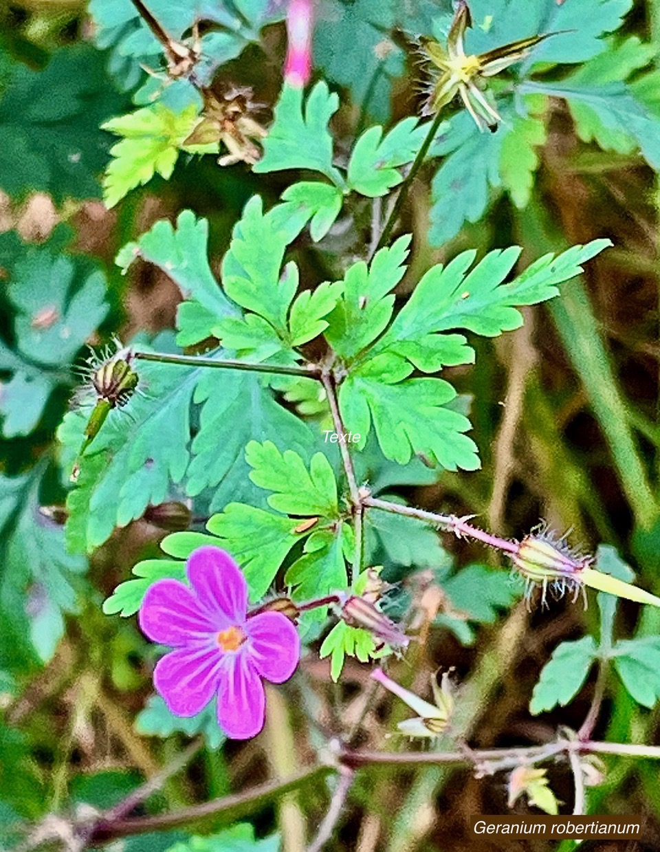 Geranium robertianum.herbe à Robert.geraniaceae.espèce envahissante.jpeg