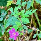 Geranium robertianum.herbe à Robert.geraniaceae.espèce envahissante.jpeg