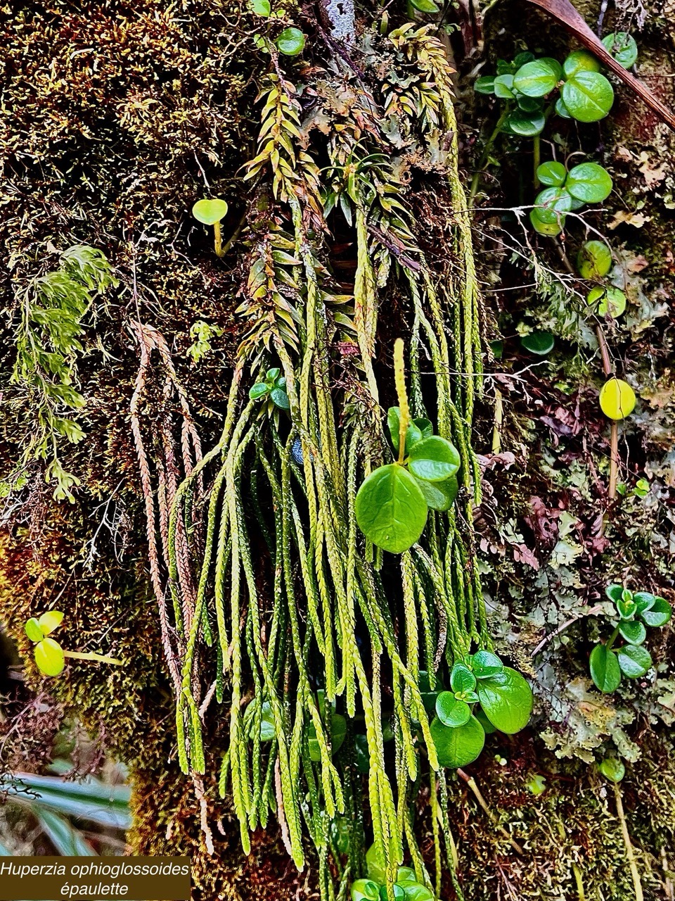 Huperzia ophioglossoides .épaulette. lycopodiaceae. indigène Réunion.et Peperomia sp.jpeg