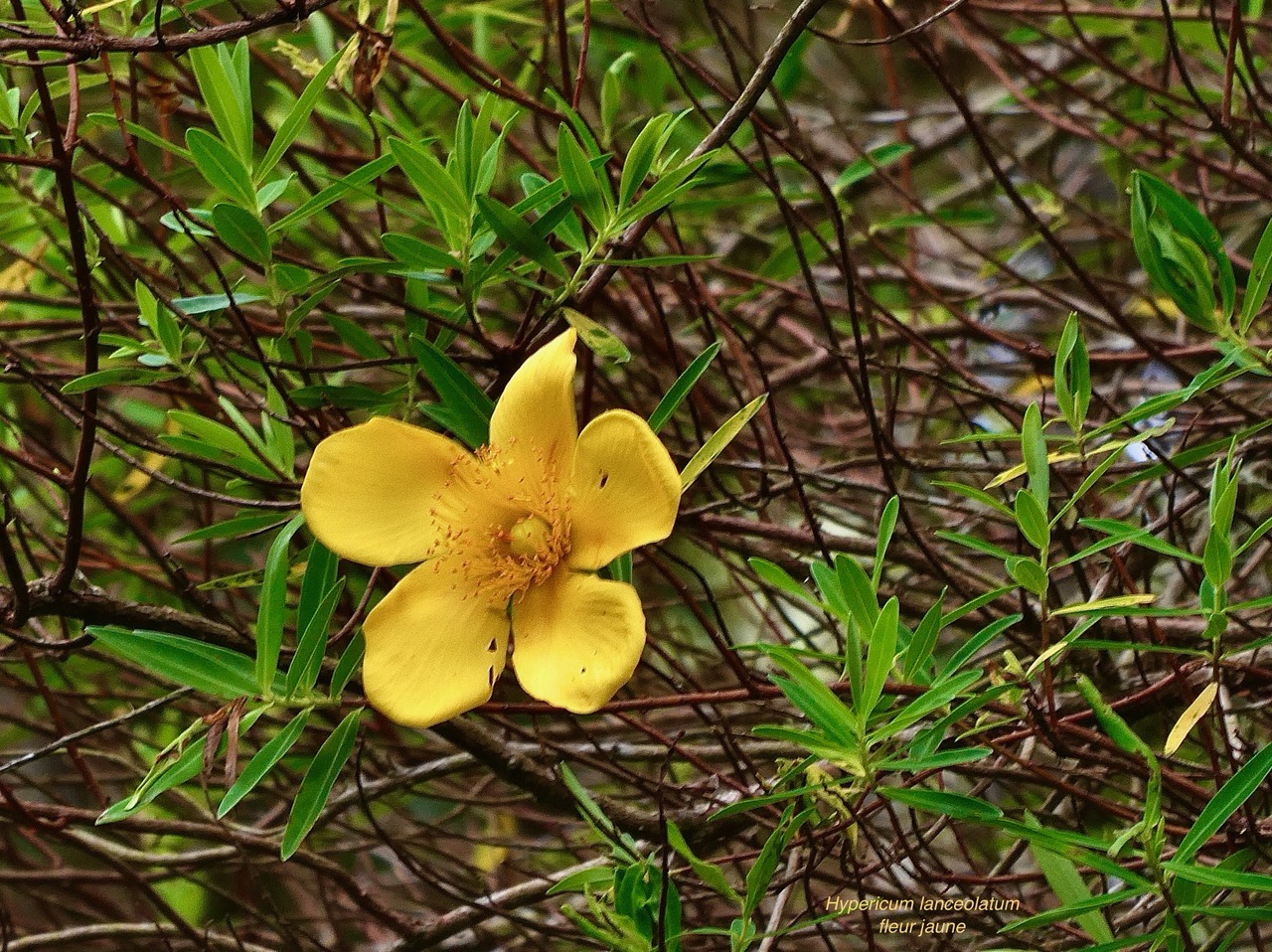 Hypericum lanceolatum subsp lanceolatum.fleur jaune des bas.hypericaceae.indigène Mascareignes..jpeg