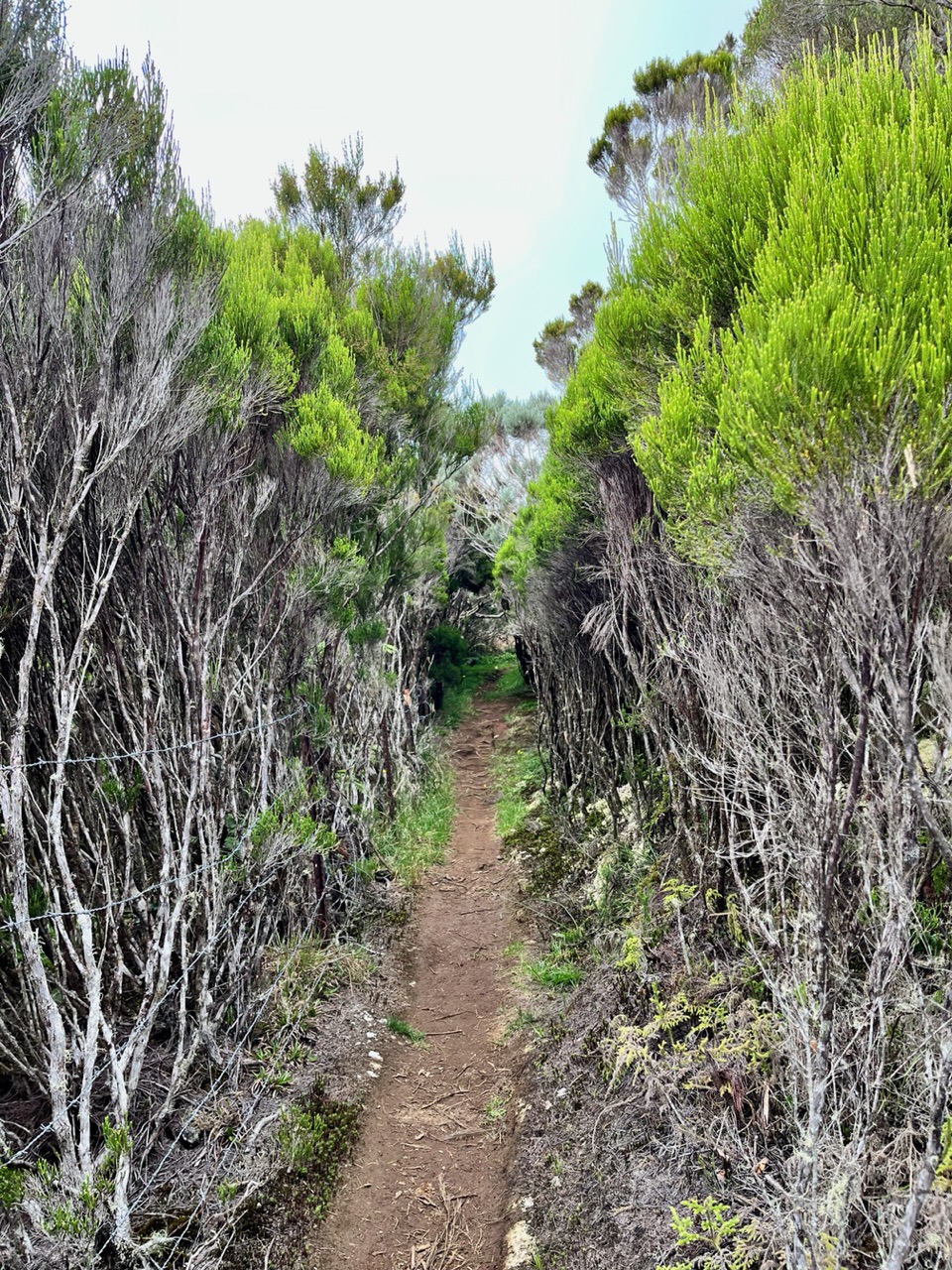 le sentier entre les branles.jpeg