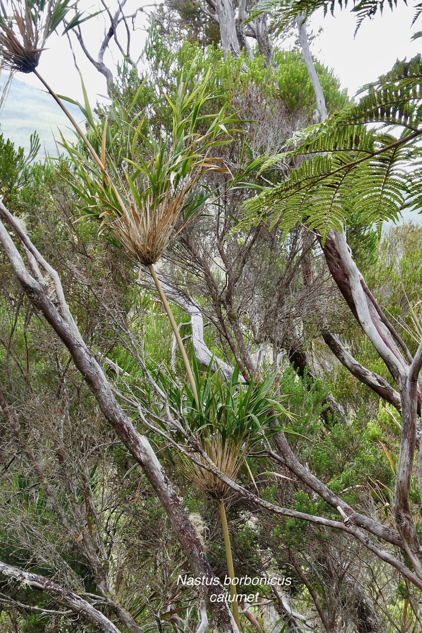 Nastus borbonicus.calumet. bambou de la Réunion.poaceae.endémique Réunion..jpeg