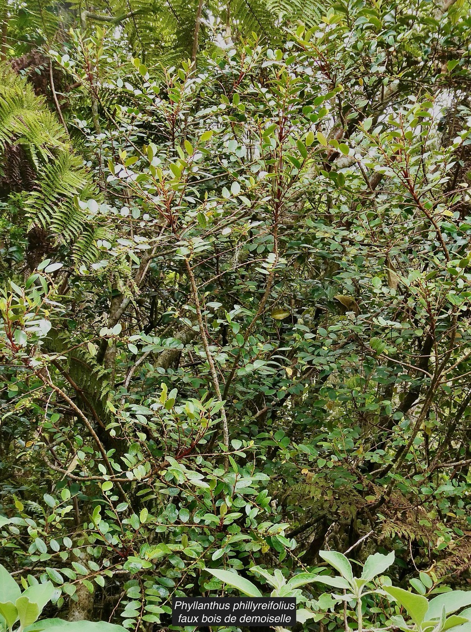 Phyllanthus phillyreifolius .faux bois de demoiselle.bois de cafrine .phyllanthaceae.endémique Réunion Maurice..jpeg