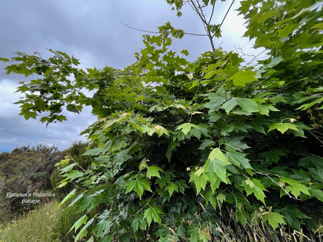 Platanus x hispanica.platane.platanaceae.espèce cultivée..jpeg