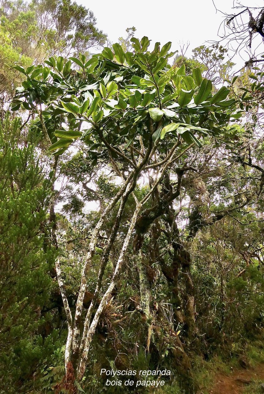 Polyscias repanda  Bois de papaye. araliaceae.endémique Réunion. (1).jpeg