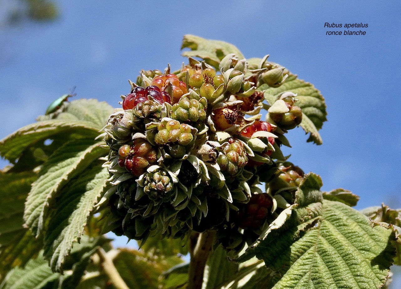 Rubus apetalus .ronce blanche .( fruits )rosaceae. indigène Réunion.et Cratopus posé sur une feuille.jpeg