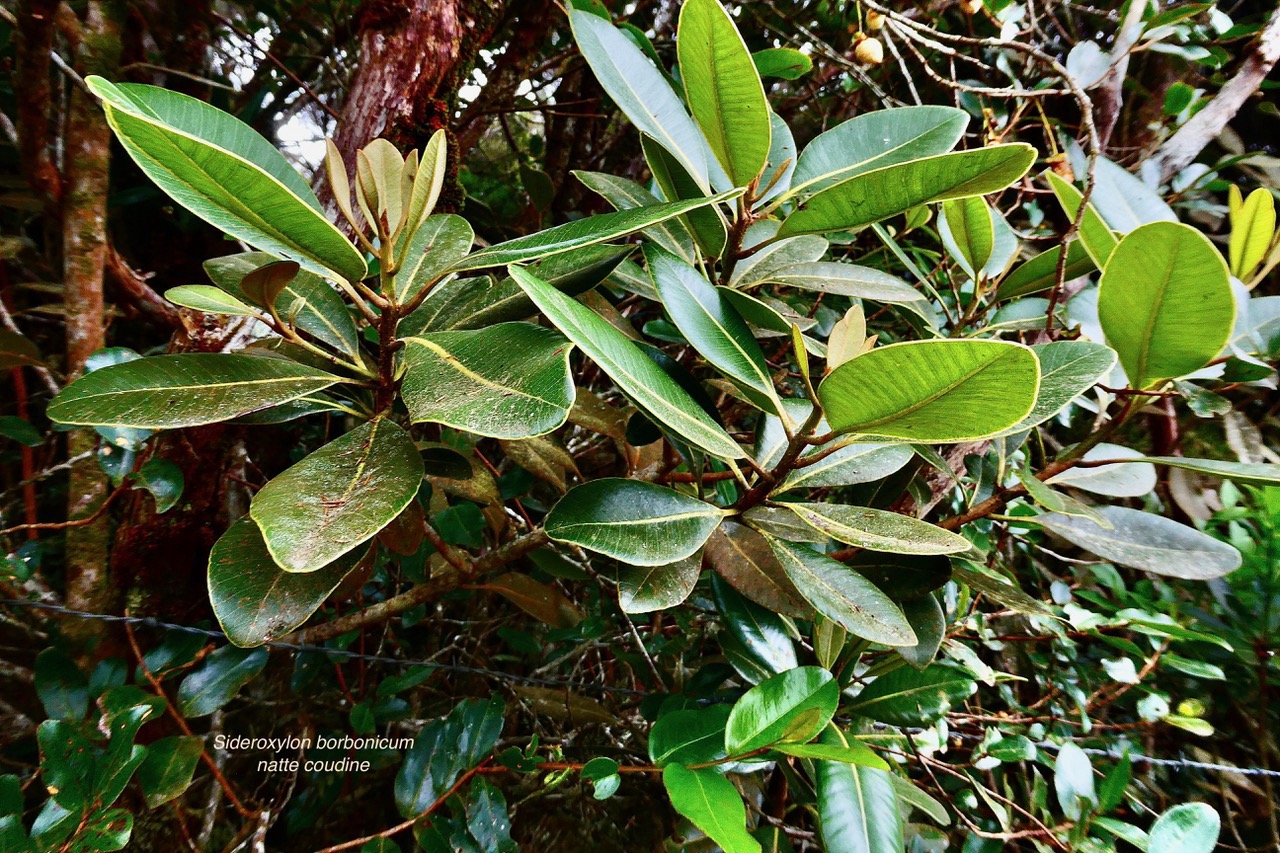 Sideroxylon borbonicum  Bois de fer bâtard .natte coudine .sapotaceae.endémique Réunion.jpeg