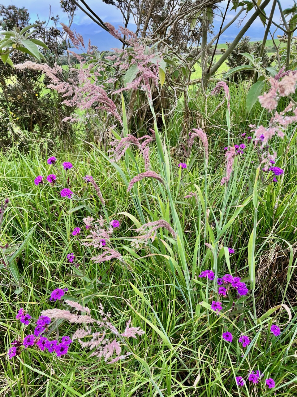 Verbena rigida et Holcus lanatus..jpeg