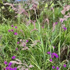 Verbena rigida et Holcus lanatus..jpeg