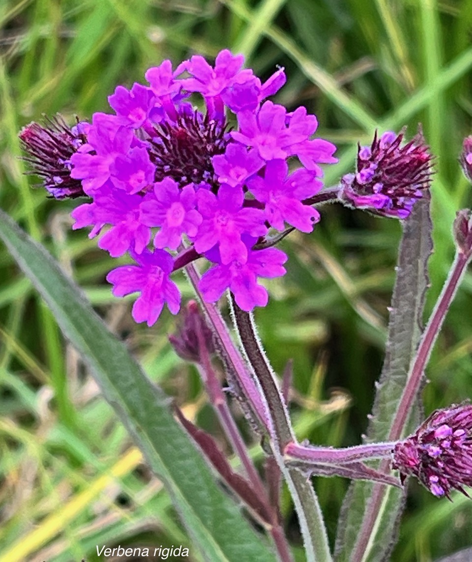 Verbena rigida.verbenaceae.amphinaturalisé..jpeg