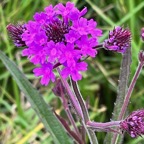 Verbena rigida.verbenaceae.amphinaturalisé..jpeg