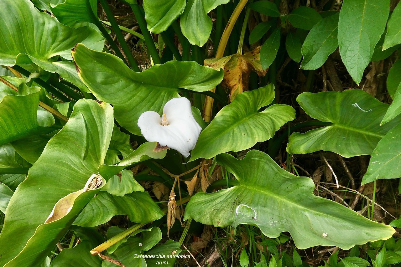 Zantedeschia aethiopica.Arum.araceae.amphinaturalisé .envahissant..jpeg