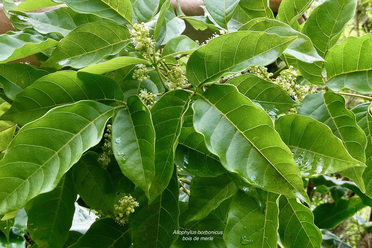 Allophylus borbonicus.bois de merle.sapindaceae.endémique Réunion Maurice Rodrigues. (1).jpeg