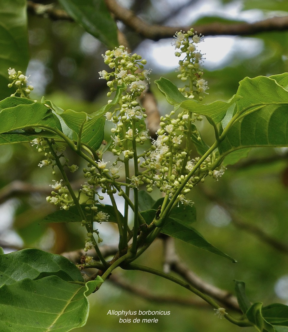 Allophylus borbonicus.bois de merle.sapindaceae.endémique Réunion Maurice Rodrigues..jpeg