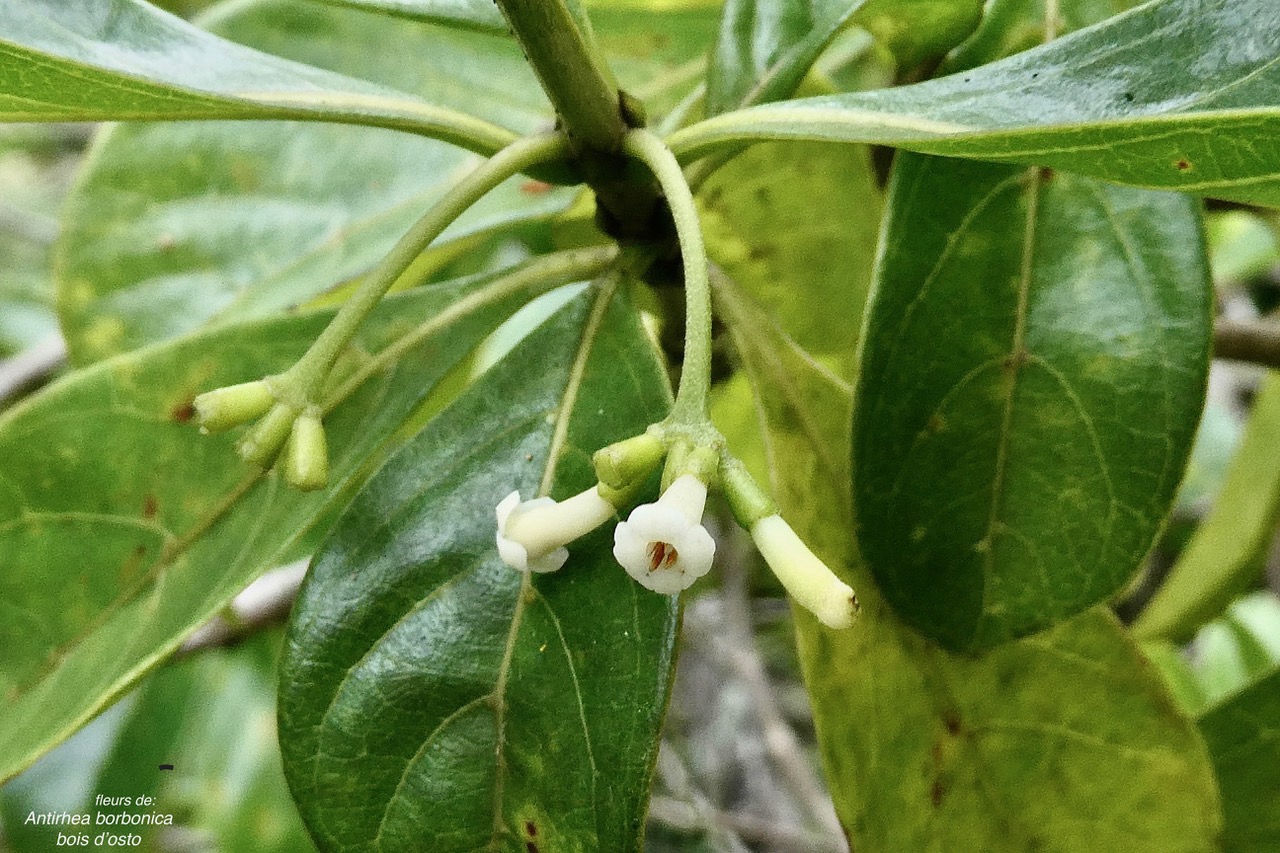 Antirhea borbonica. bois d’osto .rubiaceae.endémique Réunion Maurice Madagascar.jpeg