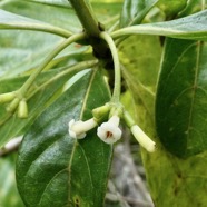 Antirhea borbonica. bois d’osto .rubiaceae.endémique Réunion Maurice Madagascar.jpeg