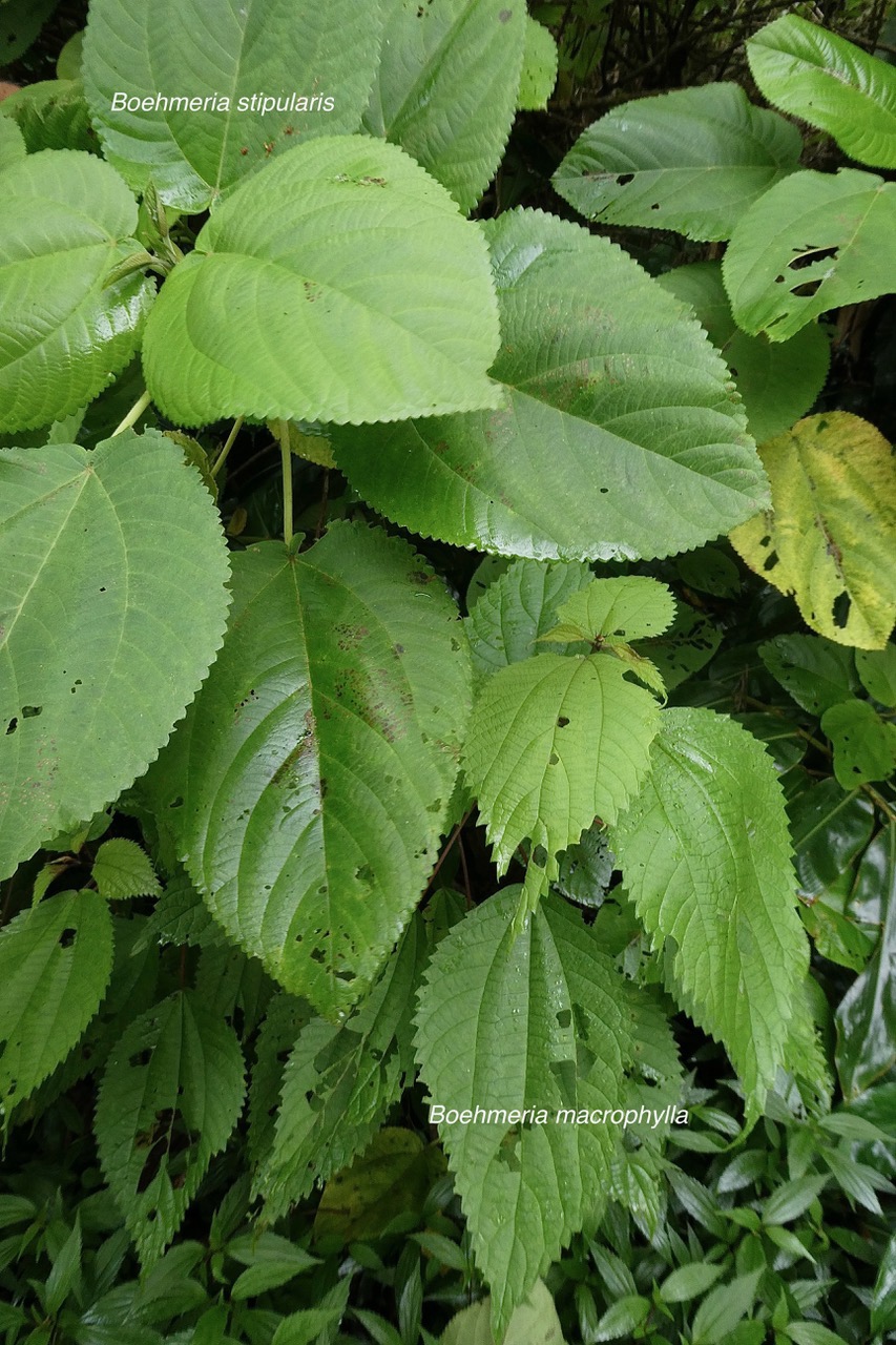 Boehmeria macrophylla.moyen l’ortie.bois de source noir.urticaceae.en bas à droite et Boehmeria stipularis.bois de source blanc.grande ortie.urticaceae.endémique Réunion. en haut à gauche.jpeg