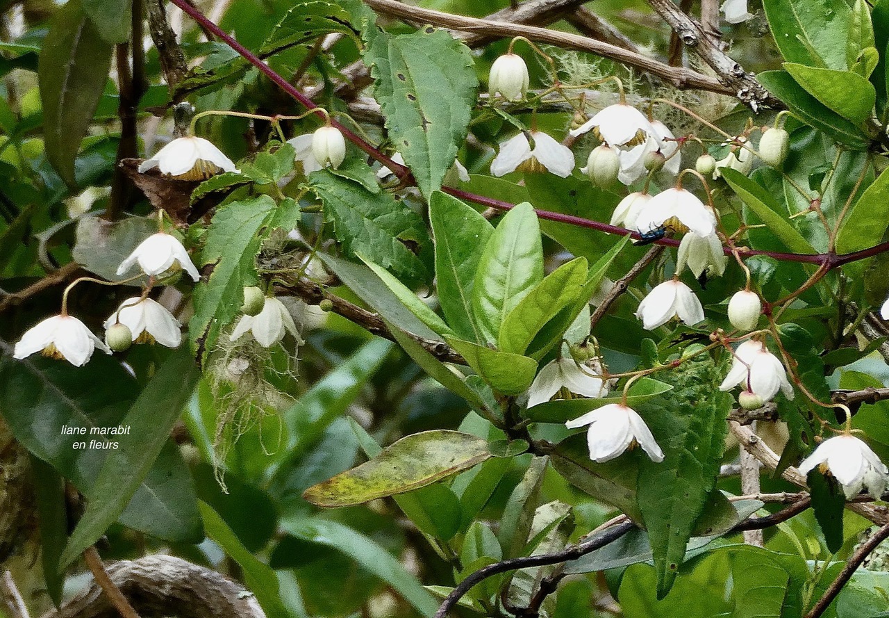 Clematis mauritina.liane arabique.liane marabit.( en fleurs ) ranunculaceae.indigène Réunion. en guirlande sur un bois maigre Nuxia verticillata.jpeg