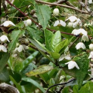 Clematis mauritina.liane arabique.liane marabit.( en fleurs ) ranunculaceae.indigène Réunion. en guirlande sur un bois maigre Nuxia verticillata.jpeg