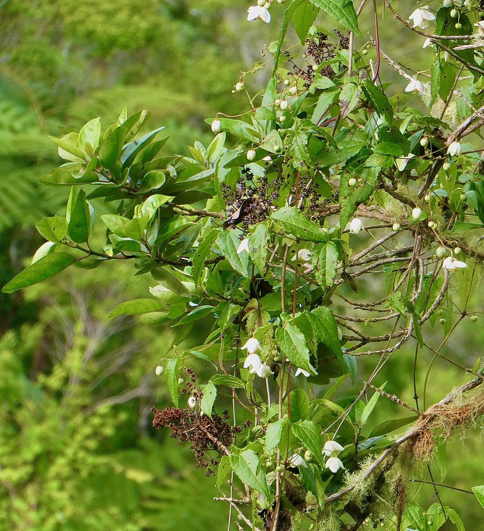 Clematis mauritina.liane arabique.liane marabit.ranunculaceae.indigène Réunion. sur Nuxia verticillata .bois maigre.jpeg