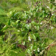 Clematis mauritina.liane arabique.liane marabit.ranunculaceae.indigène Réunion. sur Nuxia verticillata .bois maigre.jpeg