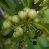 Danais fragrans.liane jaune.lingue noir.rubiaceae.endémique Madagascar Mascareignes..jpeg