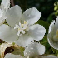 Dombeya elegans var virescens.( fleurs femelles ) mahot blanc.malvaceae. endémique Réunion..jpeg
