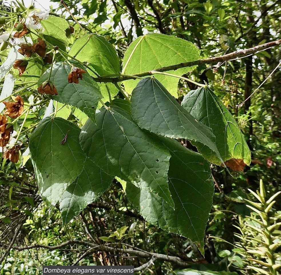 Dombeya elegans var virescens.mahot blanc. ( feuilles ) malvaceae. endémique Réunion..jpeg