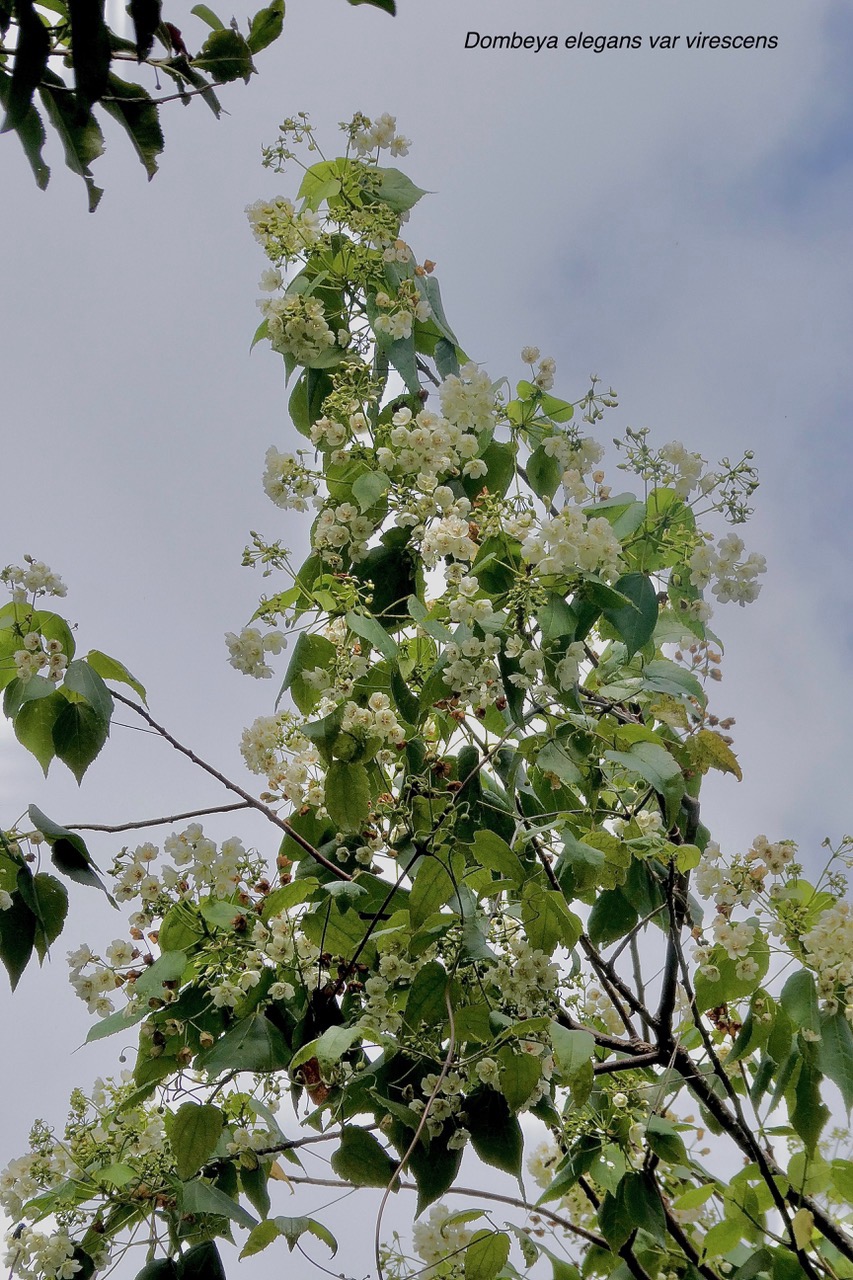 Dombeya elegans var virescens.mahot blanc.malvaceae. endémique Réunion. (1).jpeg