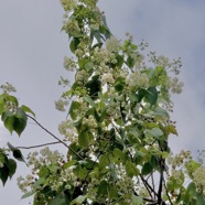 Dombeya elegans var virescens.mahot blanc.malvaceae. endémique Réunion. (1).jpeg