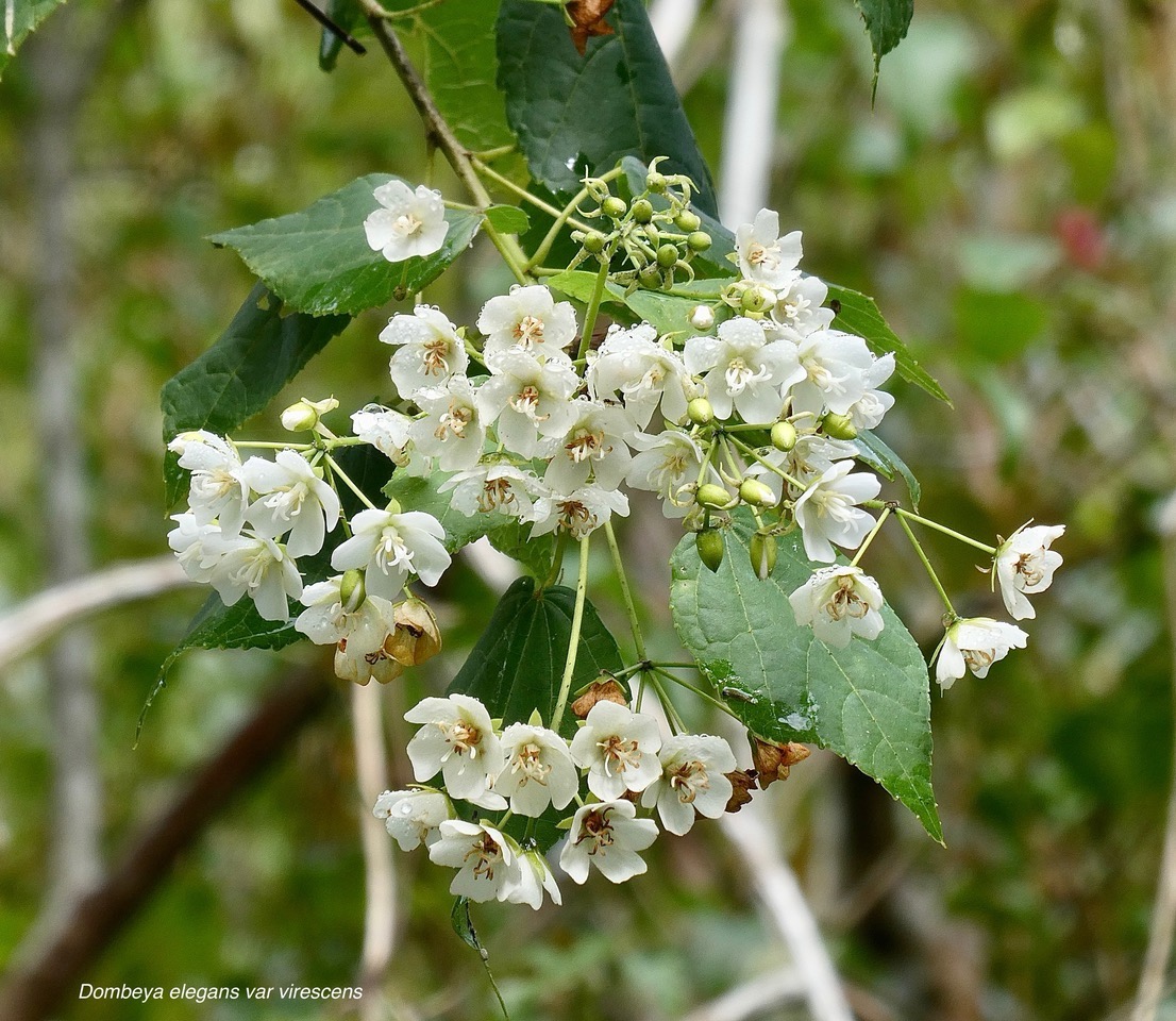 Dombeya elegans var virescens.mahot blanc.malvaceae. endémique Réunion..jpeg