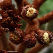 Dombeya ferruginea. petit mahot noir ( inflorescence détail ).malvaceae.endémique Réunion Maurice..jpeg