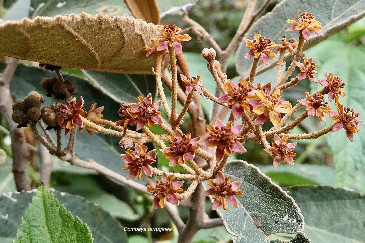 Dombeya ferruginea. petit mahot noir.malvaceae.endémique Réunion Maurice. (1).jpeg